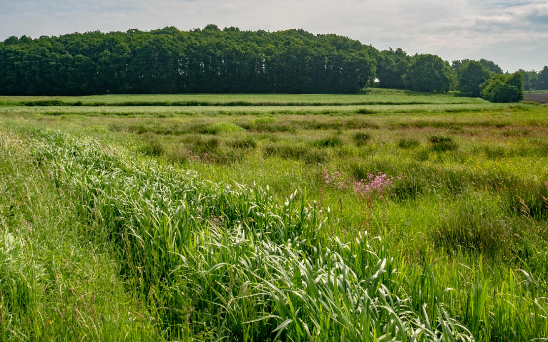 Brabantse Wal | Geopark Schelde Delta